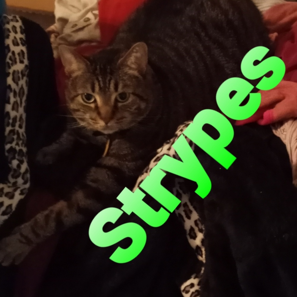 Meet your Posher, Pamela